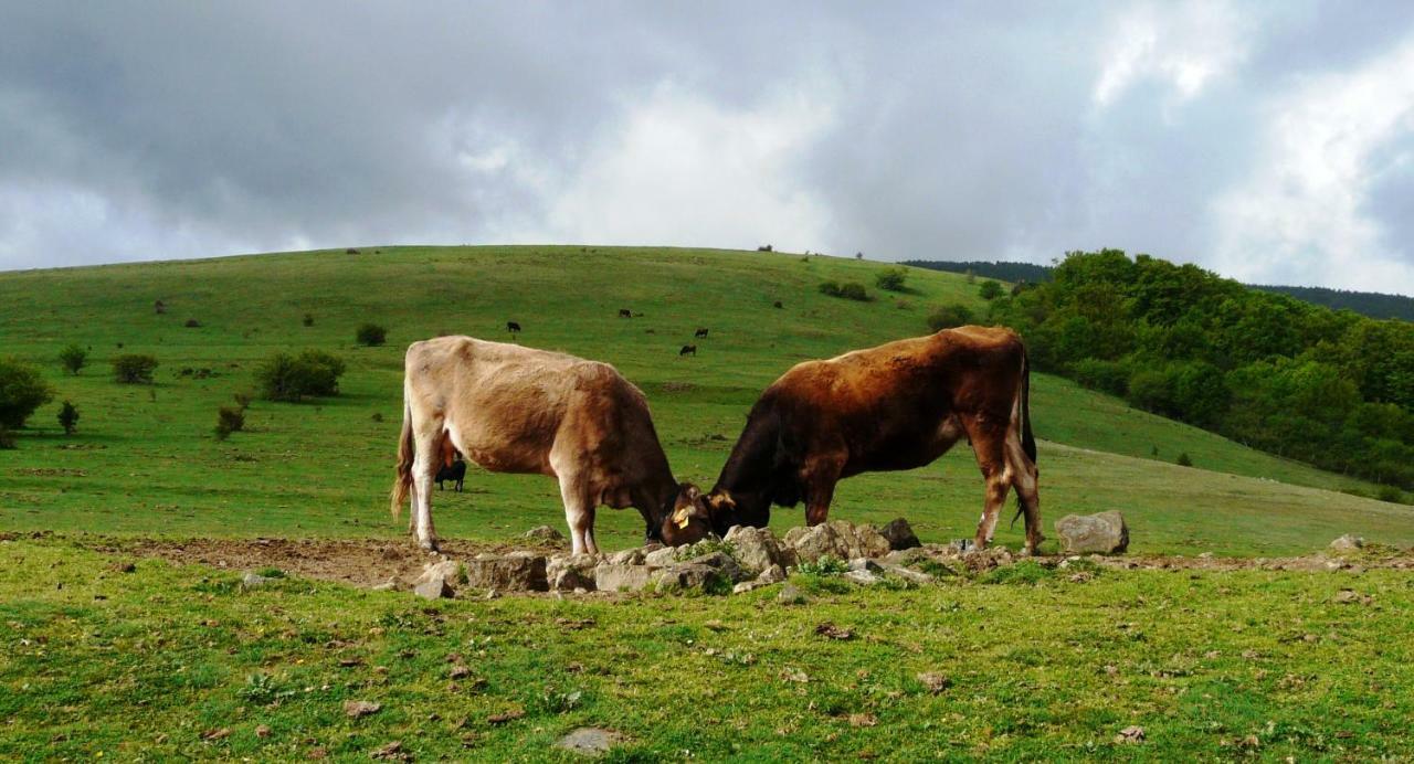 La Colmenita Daire Navalsaz Dış mekan fotoğraf